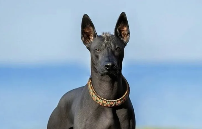 Ксолоитцкуинтли