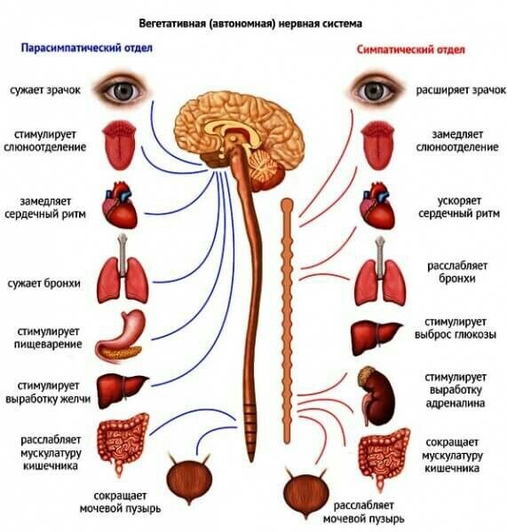 Вегетативная нервная система  регулирует  физиологические процессы организма