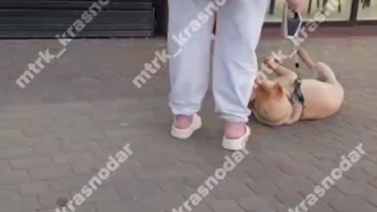    Фото: телеканал «Краснодар»