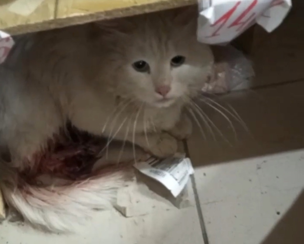    Теперь кошечке грозит ампутация лапы