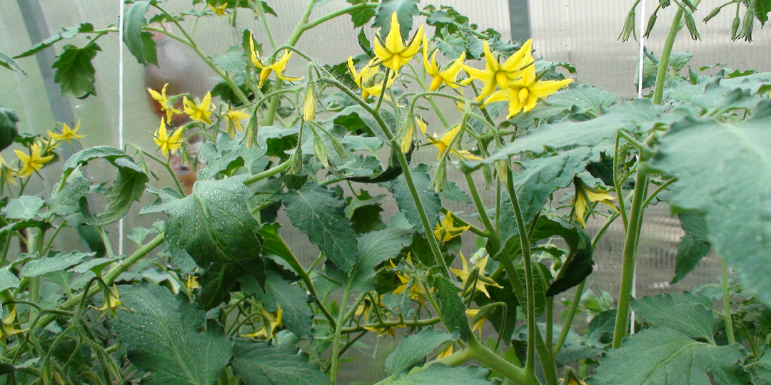 Томаты цветут, а завязей нет? Узнаем причины и решаем проблему