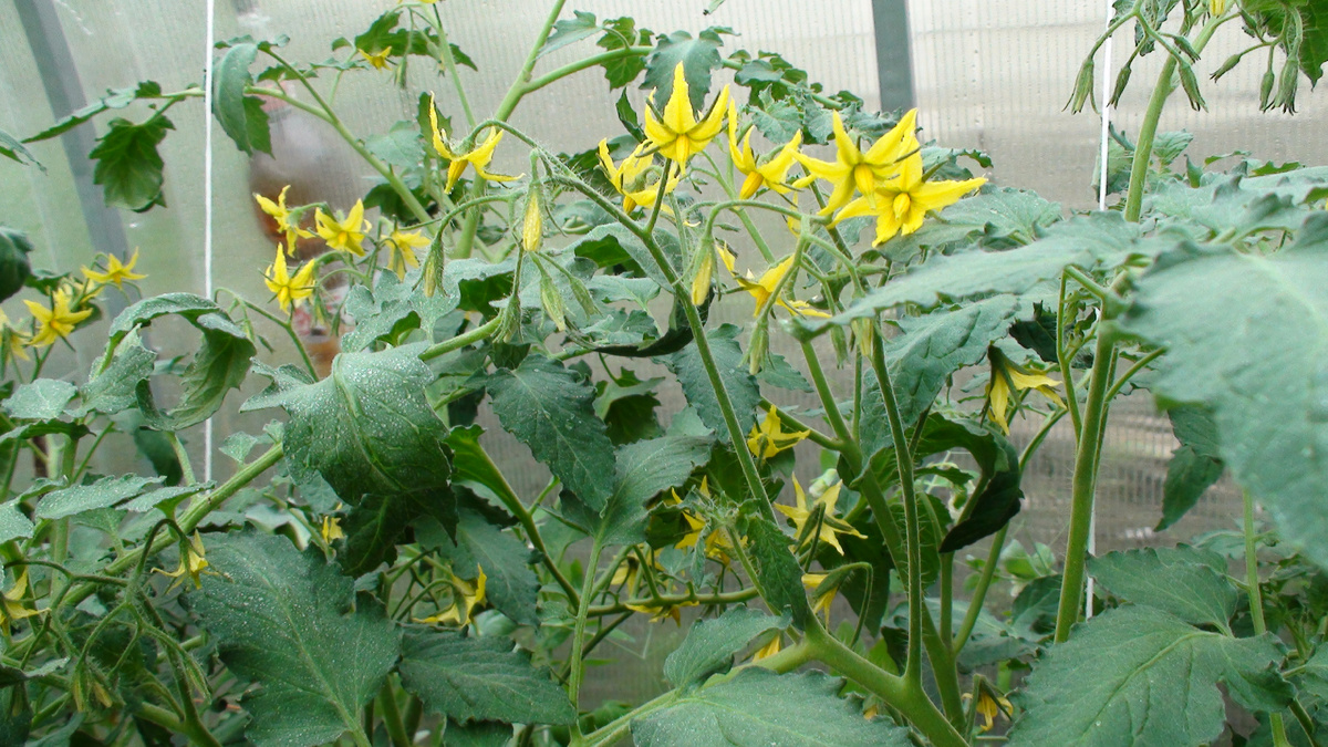 Томаты цветут, а завязей нет? Узнаем причины и решаем проблему. Фото автора