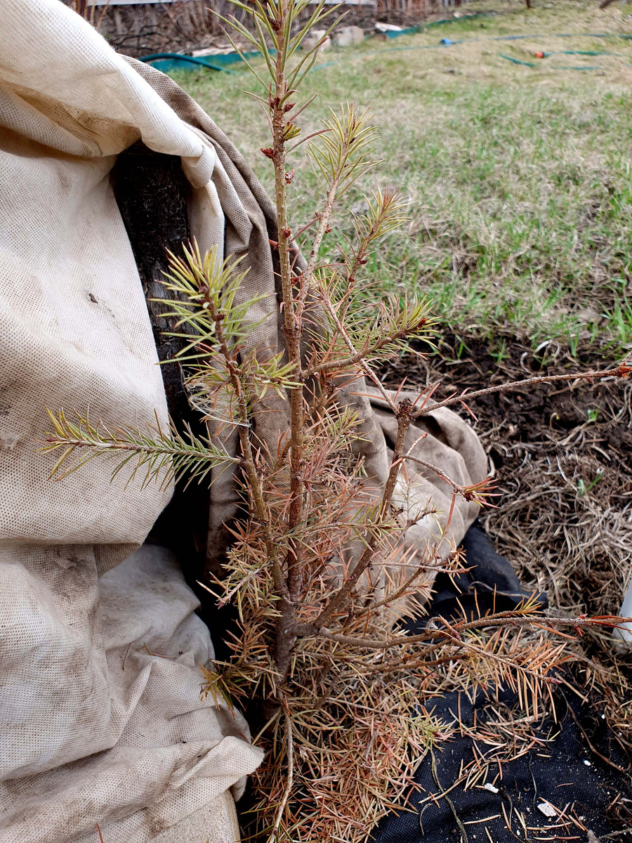 Вот так выглядит "Детское Шютте"