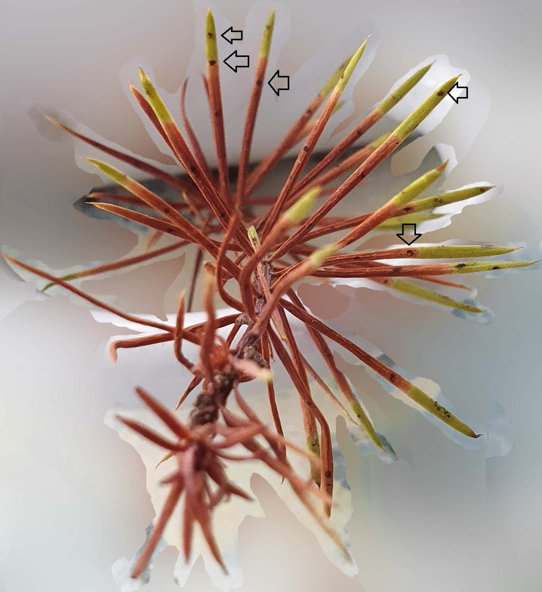 Щютте крупным планом. Стрелками отмечены апотеции (плодовые тела) этих злобных грибов.