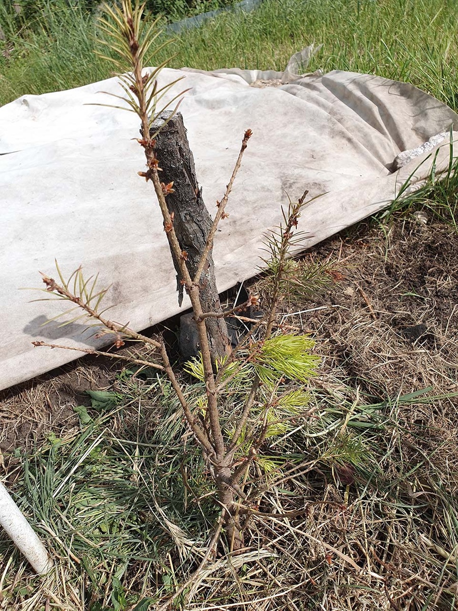 От Сидоркина подало признаки жизни.