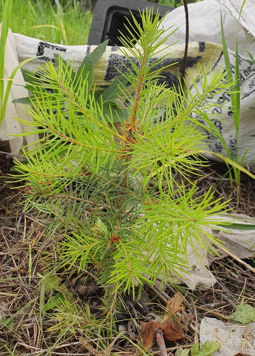 Самое бодрое от Кирсанова. Однако позже,  в июле, верхушка заболела, её пришлось обломить.