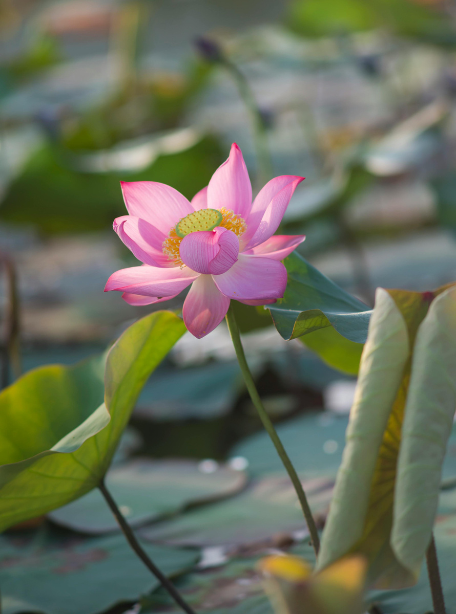 Фотограф: Anh Tuấn Lê: https://www.pexels.com/ru-ru/photo/32227718/