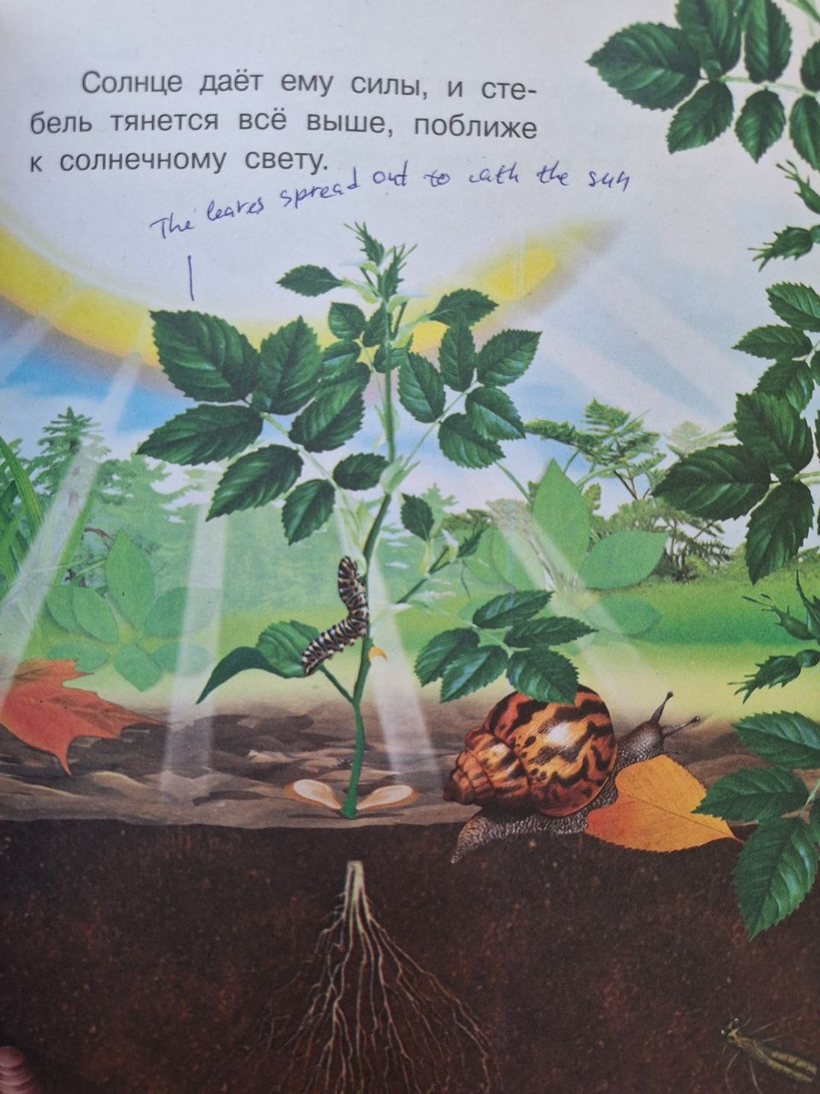 Здесь можно повторить и корни-стебель-лепестки, и из чего состоит улитка и сколько лапок у гусиницы.