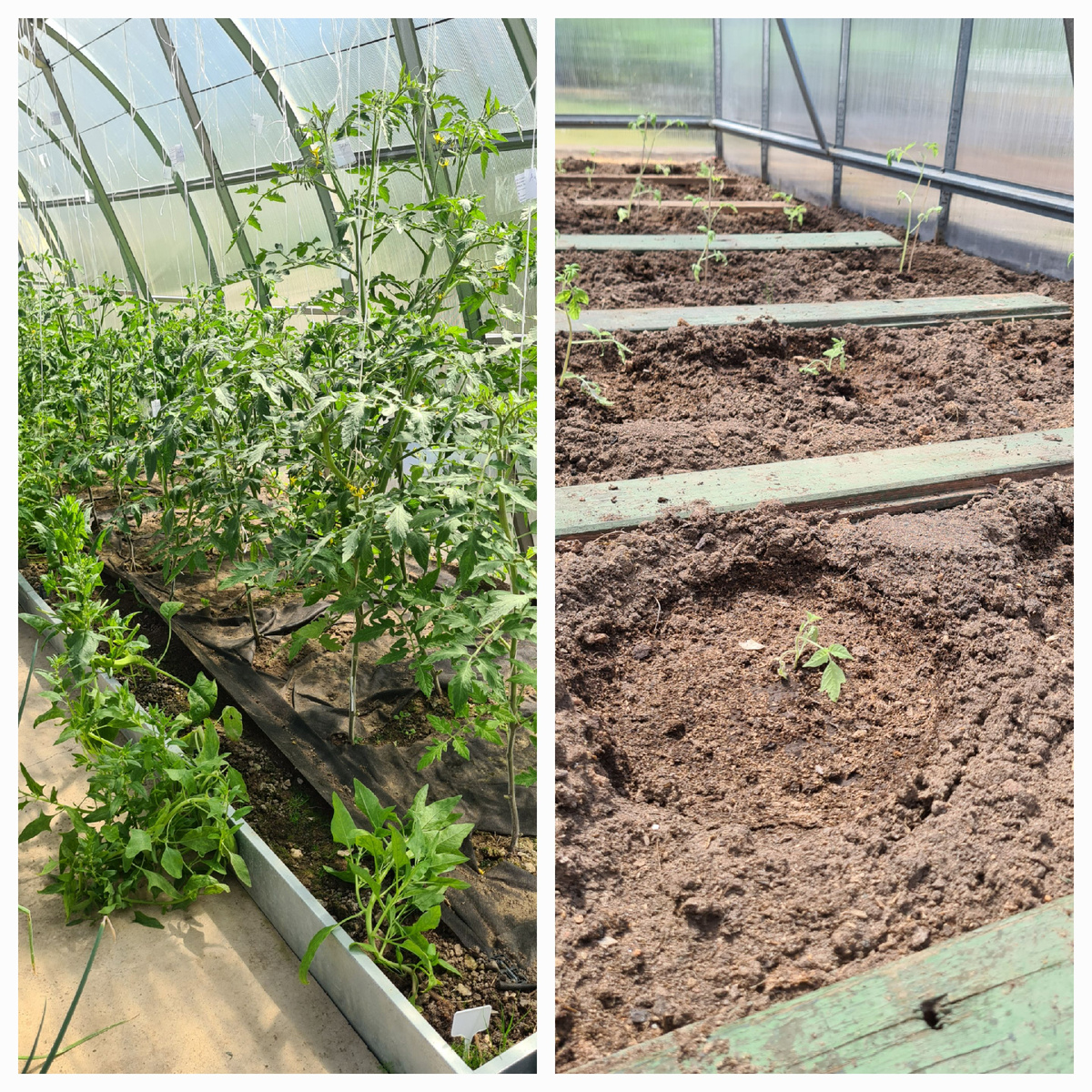 Мои что повыше ))