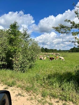 Коровы...Забытые пейзажи