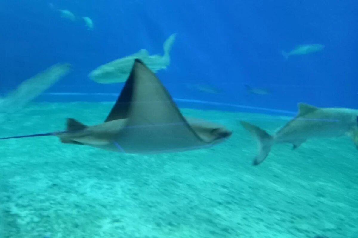    В Ялте открылся первый на полуострове туннельный океанариум