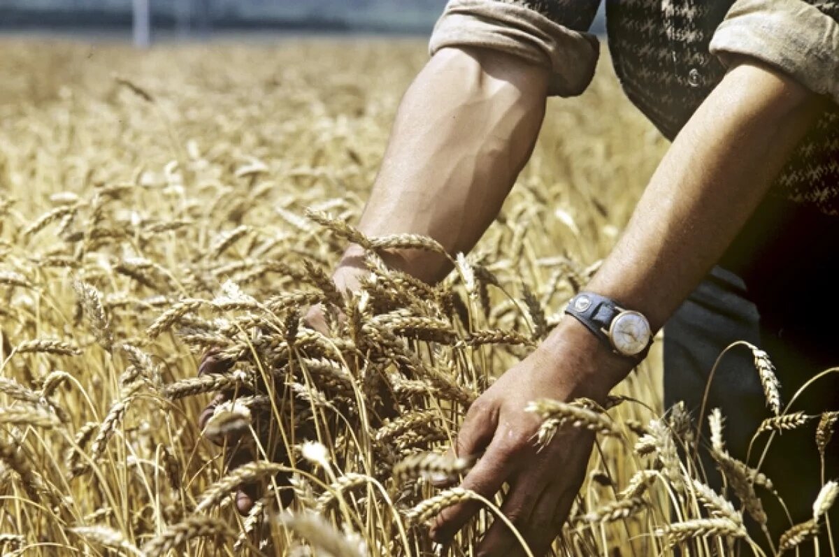    На Феодосию крестьяне внимательно осматривали поля.