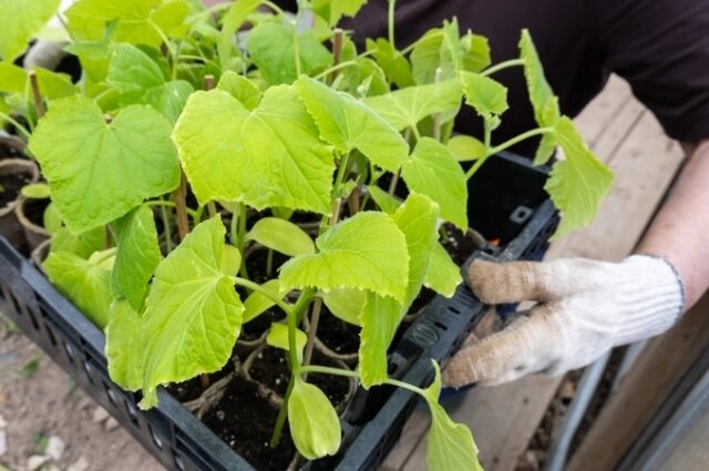    На Фалалея начинали массово сажать огурцы. Фото: istockphoto.com