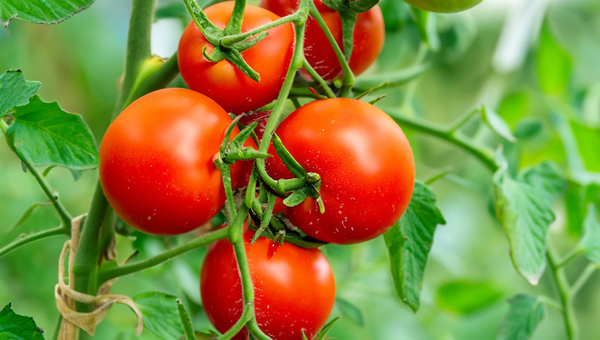     Фото: Jamil Yasin/Shutterstock/FOTODOM Семейство пасленовых насчитывает более 2500 видов, к которым относятся, в том числе, и помидоры