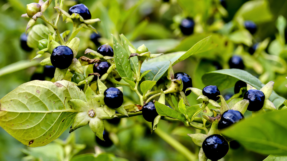     Фото: Simon Groewe/Shutterstock/FOTODOM Ядовиты все части, но больше всего токсинов содержится в корнях