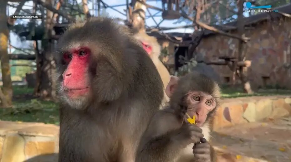    Фото: скриншот видео телеканала «Санкт-Петербург»