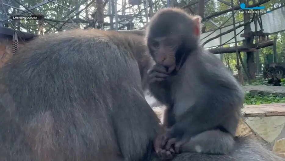    Фото: скриншот видео телеканала «Санкт-Петербург»
