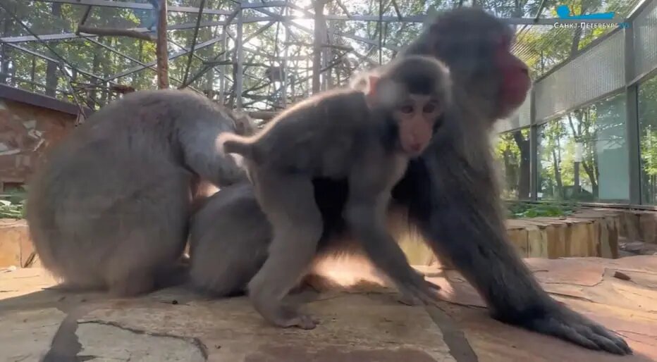    Фото: скриншот видео телеканала «Санкт-Петербург»
