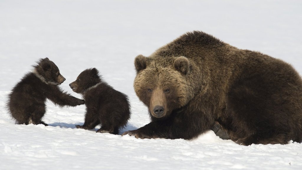   Фото: nature.kremlin.ru
