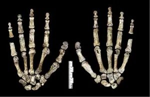 Окаменелые кости рук Homo naledi, с изогнутыми пальцами для лазания и большим пальцем, приспособленным к манипуляциям.