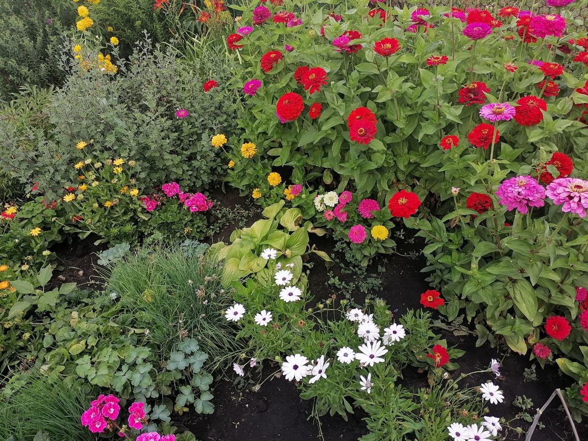 Палисадник в цвету. Фото из личного архива автора.