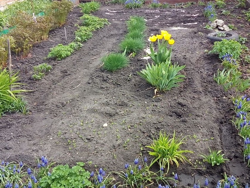 Палисадник перед домом в начале сезона. Фото из личного архива автора.