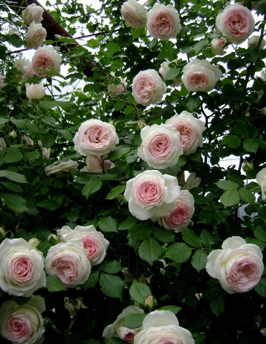  Великолепный Pierre de Ronsard. Все фото мои. С Розебука некоторые, поскольку не сохранились оригиналы. Сделаны обычным цифровым фотоаппаратом, самым простым на тот момент.