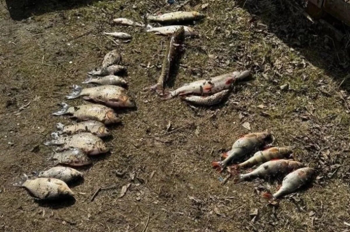    Всего было выловлено 40 карасей, три окуня.