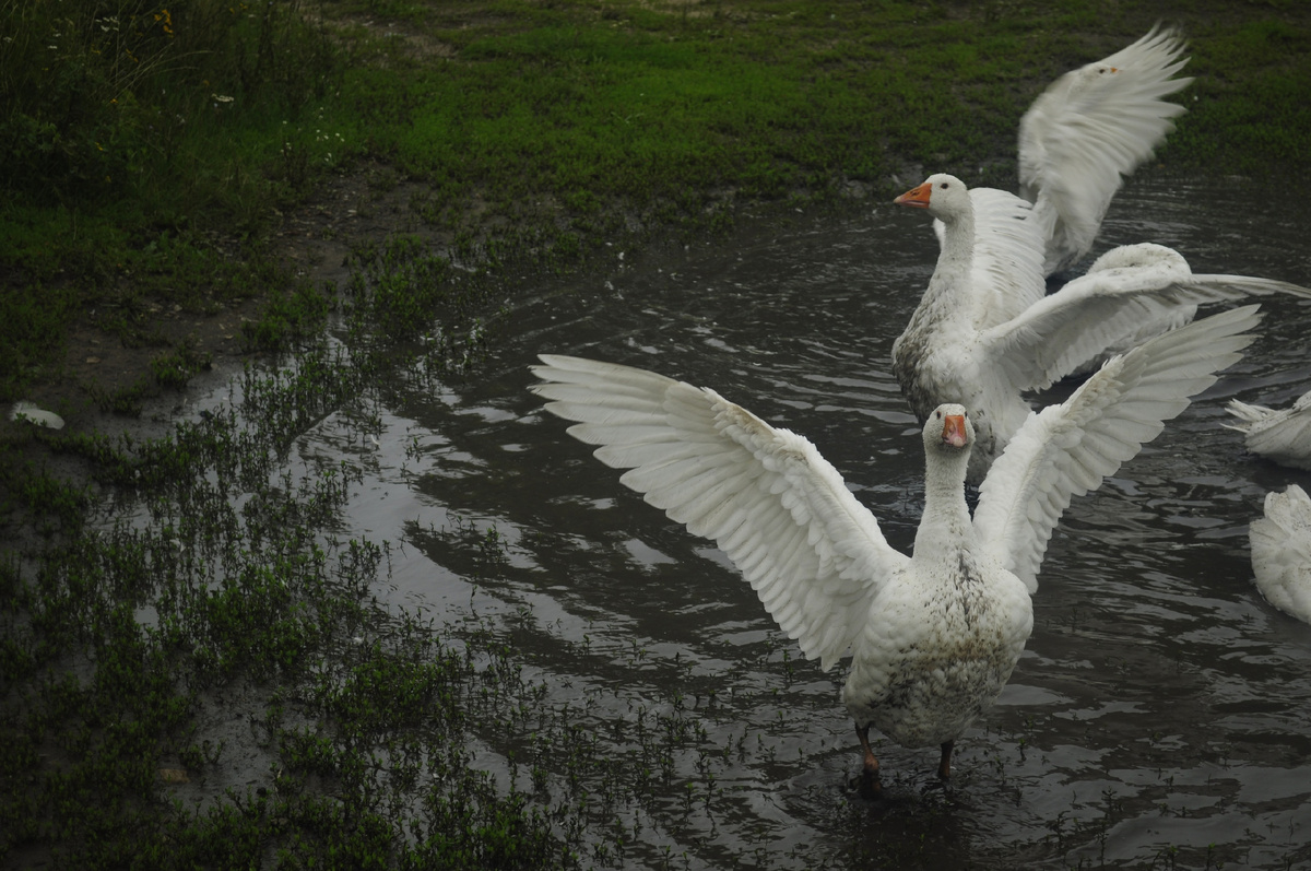 Фото: Айс Мавлютов