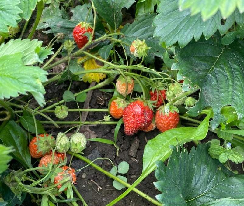 Плоды клубники