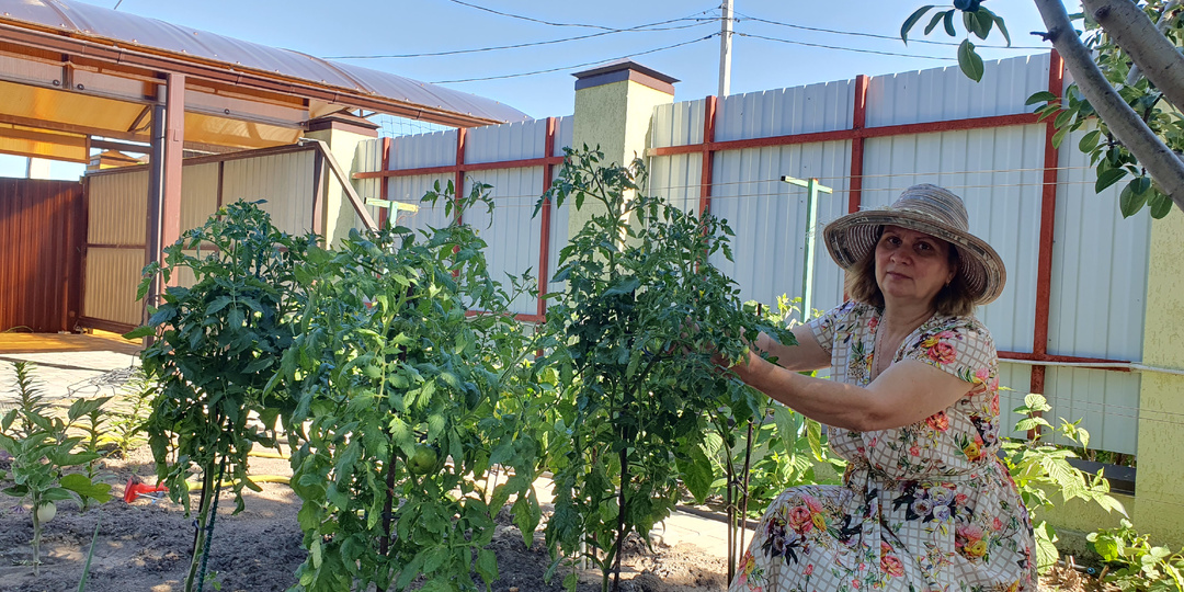 Обязательная подкормка томатов во время цветения и плодоношения