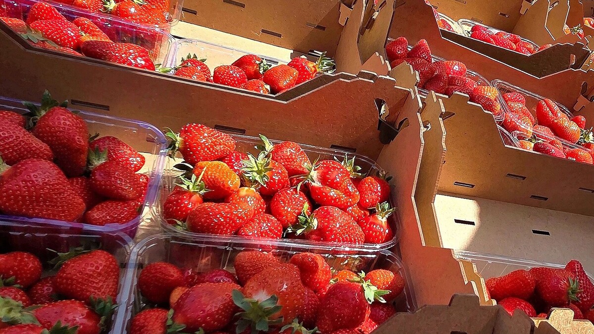     Автор: KubanPress