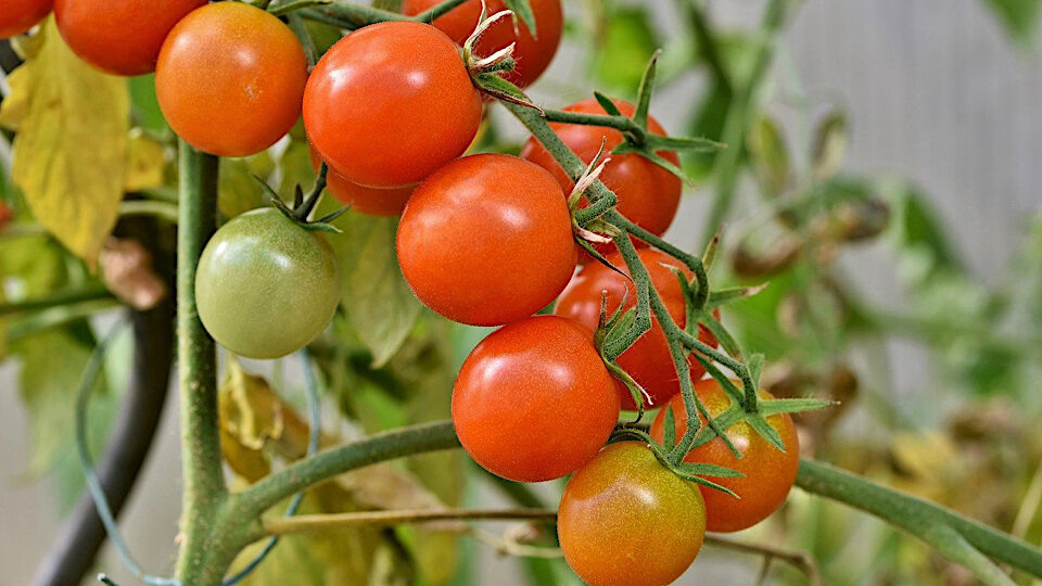 Помидоры в теплице. Фото: pixabay.com
