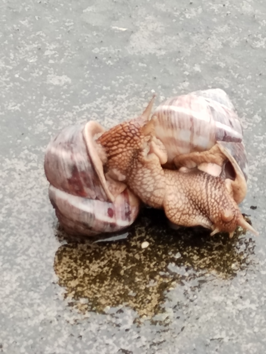 Улиткам хорошо под дождём... Любофффф