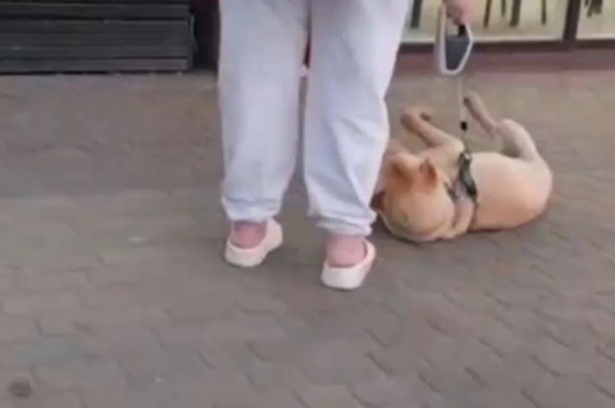    В Краснодаре собаку, которую ударила хозяйка, забрали волонтеры