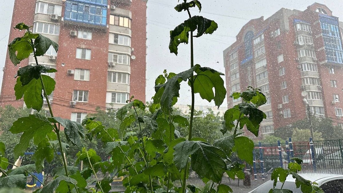    Фото: телеканал «Краснодар»