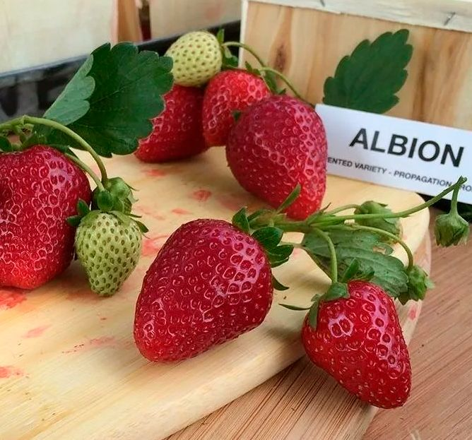 типой альбион