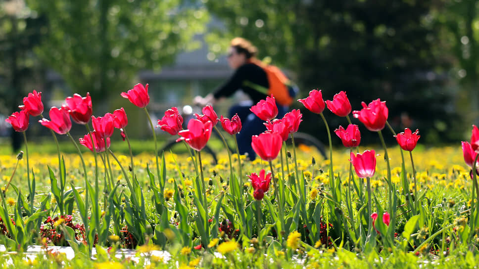 На оформление улиц Казани цветами направят 55 млн рублей.📷Фото: Данила Егоров / Коммерсантъ