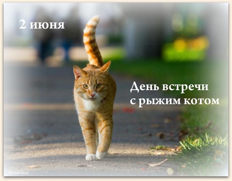 Коллаж автора. Credit: Dontsov/Getty Images