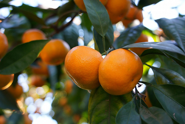    Фото пресс-службы администрации Сочи