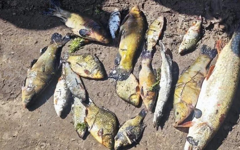    Двух жителей Воткинска задержали за незаконную рыбалку