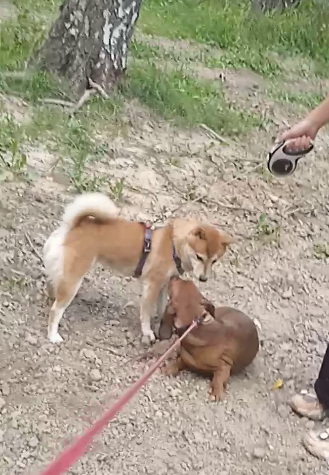 Моя рыжая подружка