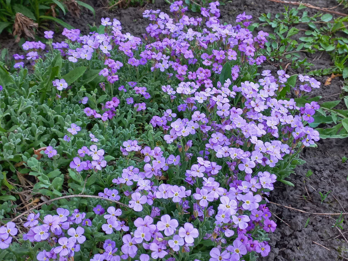 Мои цветочки.