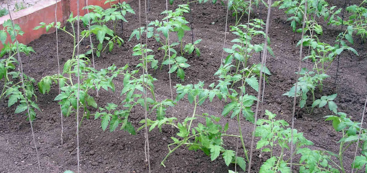 Молодые томаты