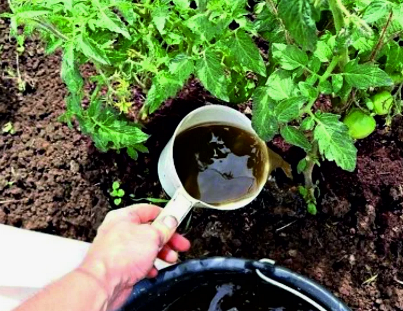 Подкормка томатов