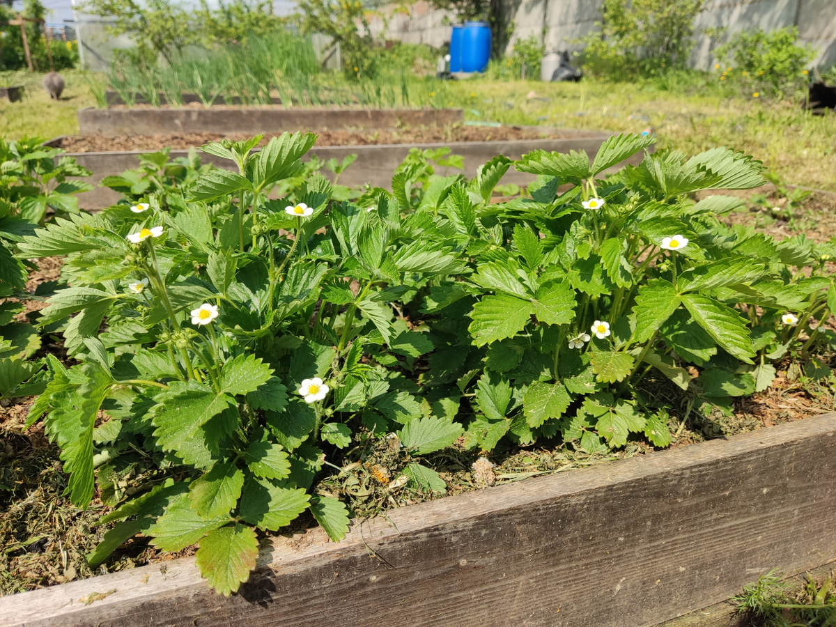 Земляника Руяна в середине мая. Второй год после посадки