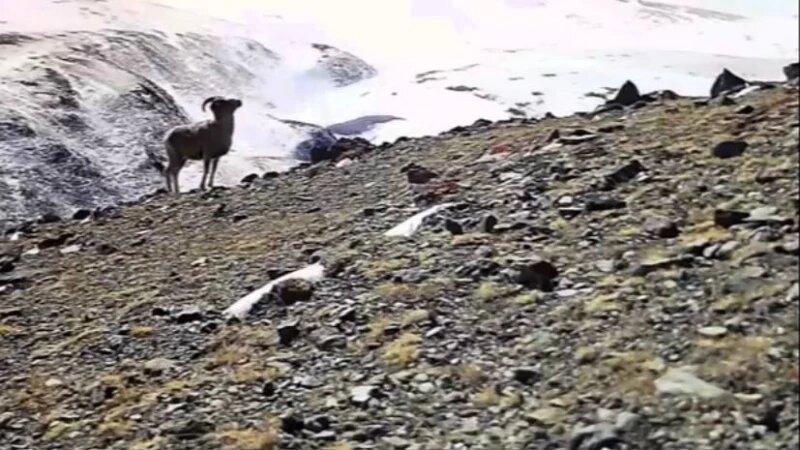     Самка горного барана устроила театр теней в алтайском заповеднике Телеграм-канал Сайлюгемского национального парка