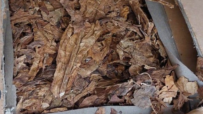 Фото: Пресс-служба Северо-Западного межрегионального управления Россельхознадзора