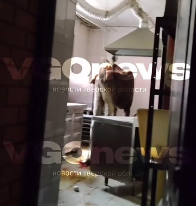 В выходные лоси в Тверской области ходили в больницу, в школу, в клуб и на пляже купались