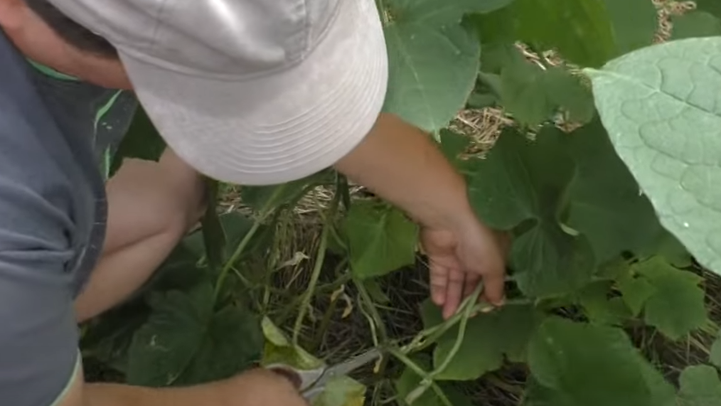 Обрываю нижние листья огурцов